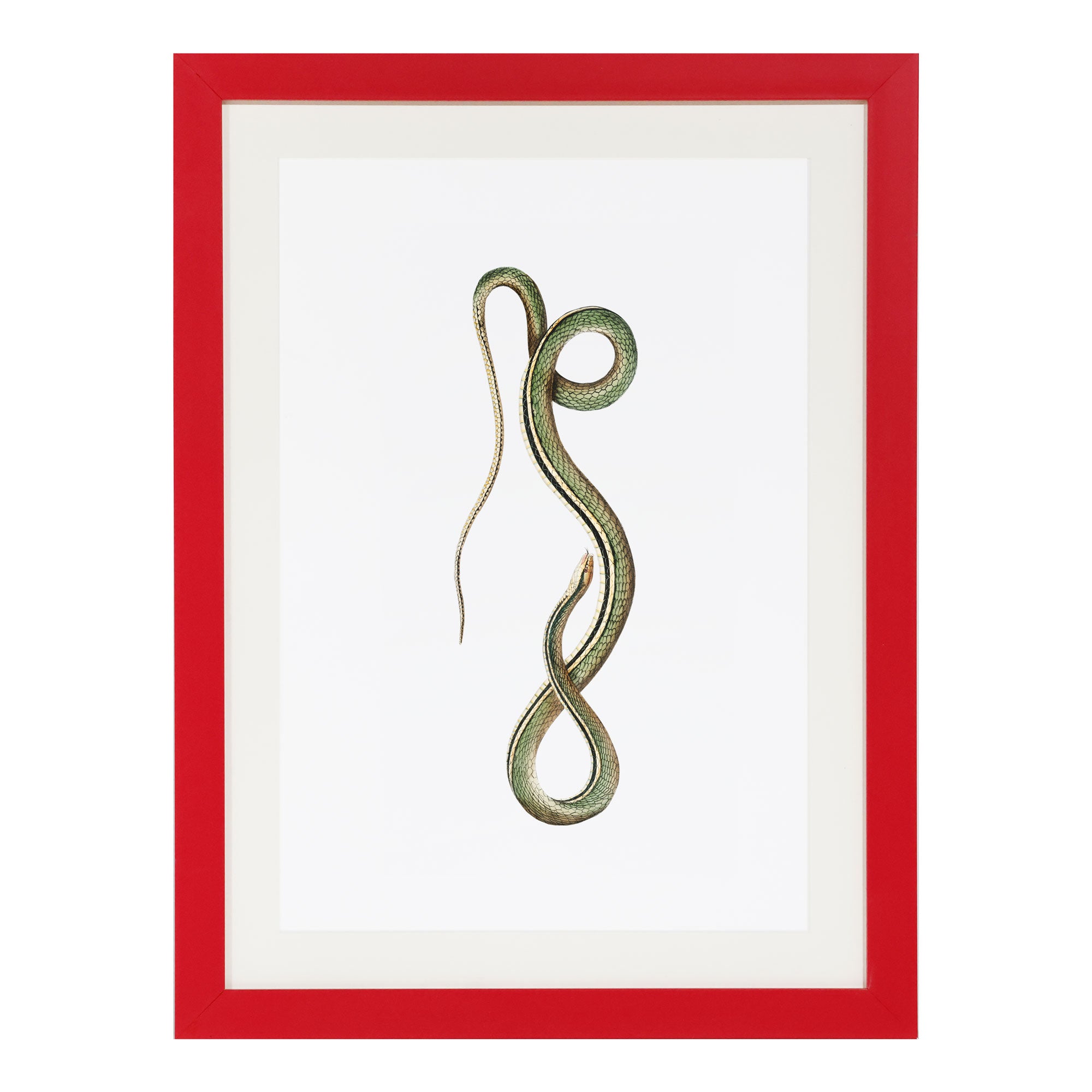 ビパッチ-BEPATCH-　タイダイ系BORN花snakeデザイン 3色セット Bite Back Series - Olive | Snake Art with Red Frame – Scout Design