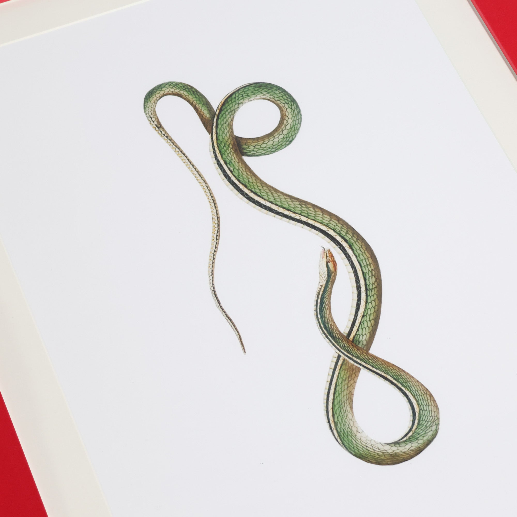 ビパッチ-BEPATCH-　タイダイ系BORN花snakeデザイン 3色セット Bite Back Series - Olive | Snake Art with Red Frame – Scout Design